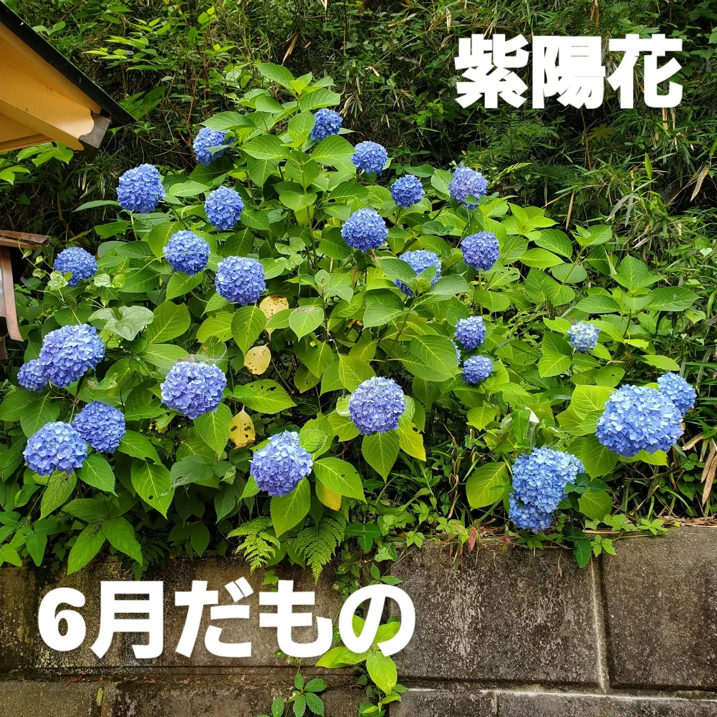 今月も月初のお参りに氏神様の「穴澤天神社」さんへ行ってきまし...